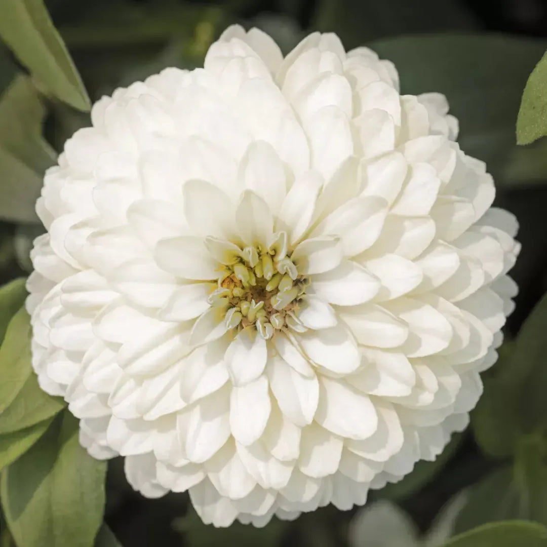 Zinnia ‘Zydeco White' ~ Zydeco™ White Zinnia-ServeScape