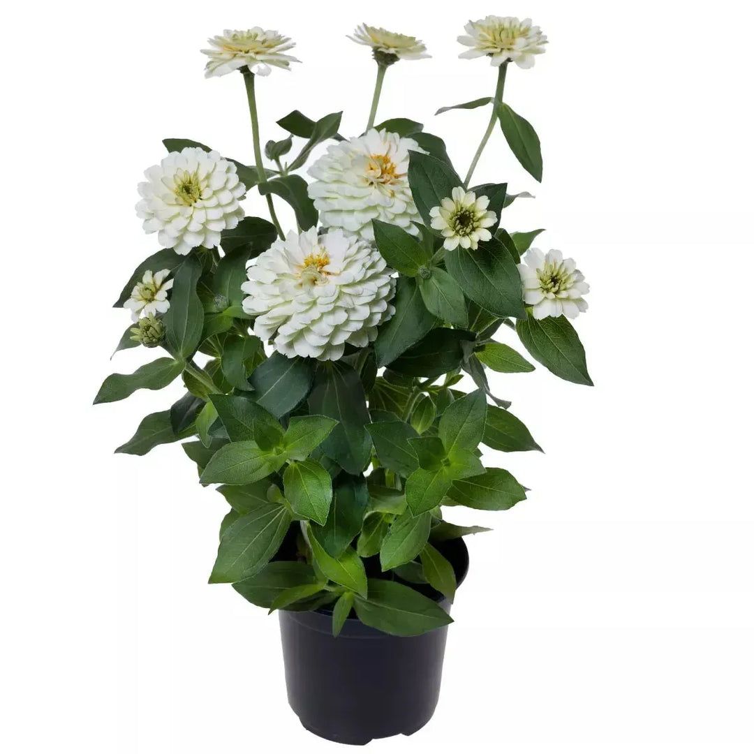 Zinnia ‘Zydeco White' ~ Zydeco™ White Zinnia-ServeScape
