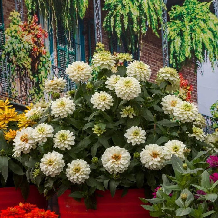 Zinnia ‘Zydeco White' ~ Zydeco™ White Zinnia-ServeScape