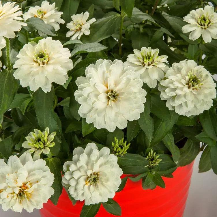 Zinnia ‘Zydeco White' ~ Zydeco™ White Zinnia-ServeScape