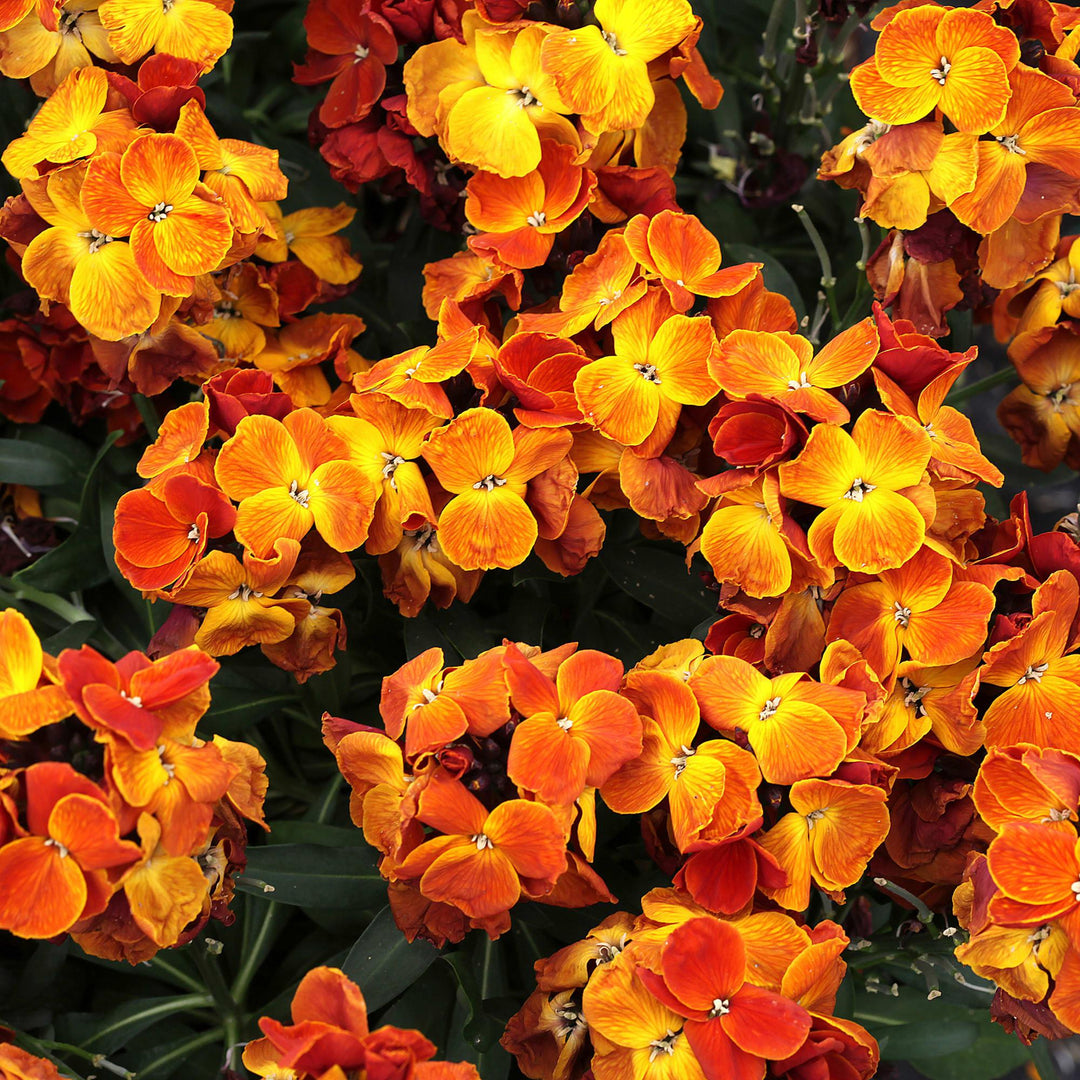 Erysimum cheiri 'Sugar Rush Orange' ~ Sugar Rush™ Orange Wallflower-ServeScape