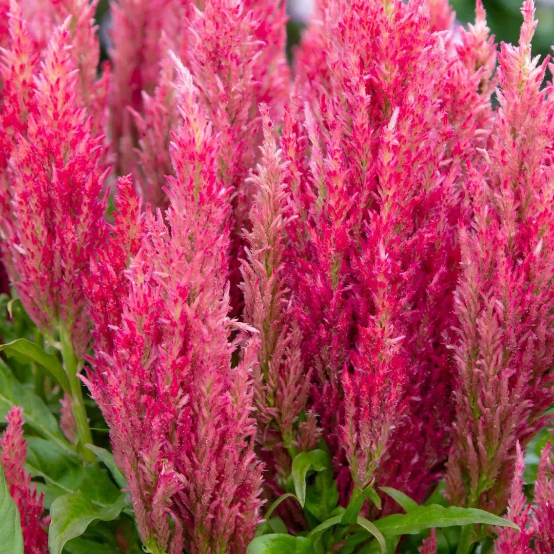 Celosia plumosa 'Bright Sparks Pink' ~ Bright Sparks™ Pink Celosia-ServeScape