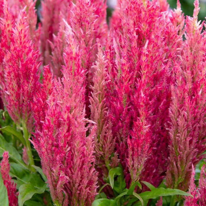 Celosia plumosa 'Bright Sparks Pink' ~ Bright Sparks™ Pink Celosia-ServeScape