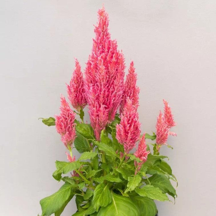 Celosia plumosa 'Bright Sparks Pink' ~ Bright Sparks™ Pink Celosia-ServeScape