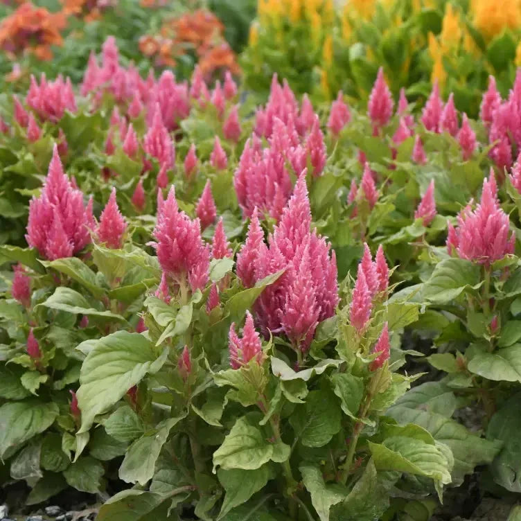 Celosia plumosa 'Bright Sparks Pink' ~ Bright Sparks™ Pink Celosia-ServeScape