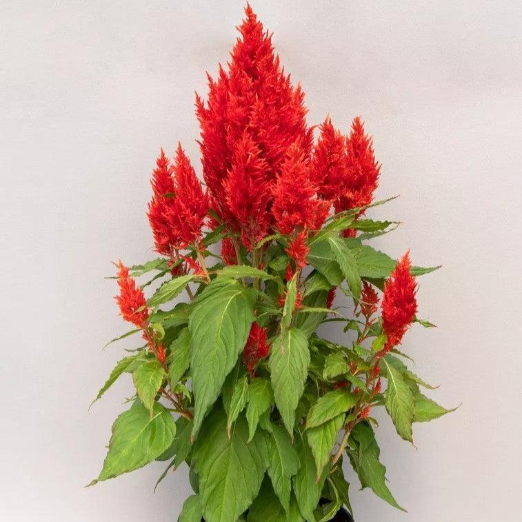 Celosia plumosa 'Bright Sparks Scarlet' ~ Bright Sparks™ Scarlet Celosia-ServeScape