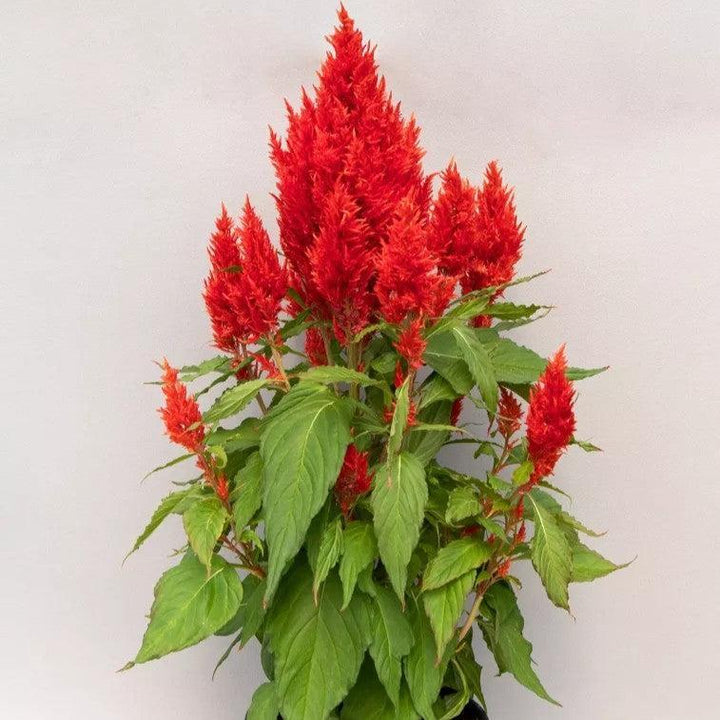 Celosia plumosa 'Bright Sparks Scarlet' ~ Bright Sparks™ Scarlet Celosia-ServeScape