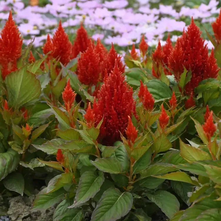 Celosia plumosa 'Bright Sparks Scarlet' ~ Bright Sparks™ Scarlet Celosia-ServeScape