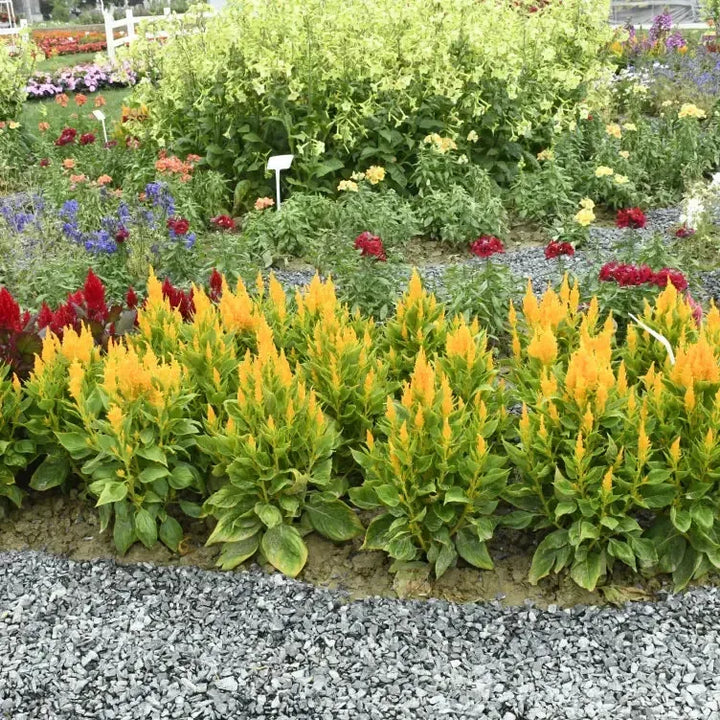 Celosia plumosa 'Bright Sparks Yellow' ~ Bright Sparks™ Yellow Celosia-ServeScape