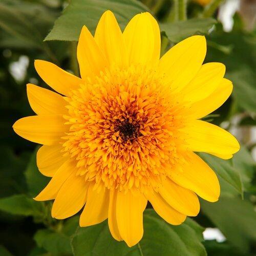 Helianthus annuus 'Sunfinity Double Yellow' ~ Sunfinity® Double Yellow Sunflower-ServeScape
