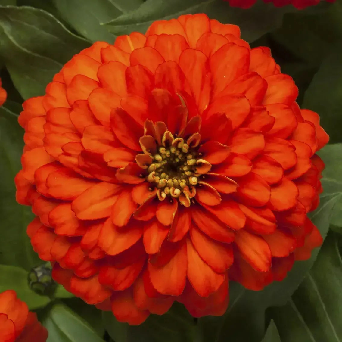 Zinnia ‘Zydeco Fire' ~ Zydeco™ Fire Zinnia-ServeScape