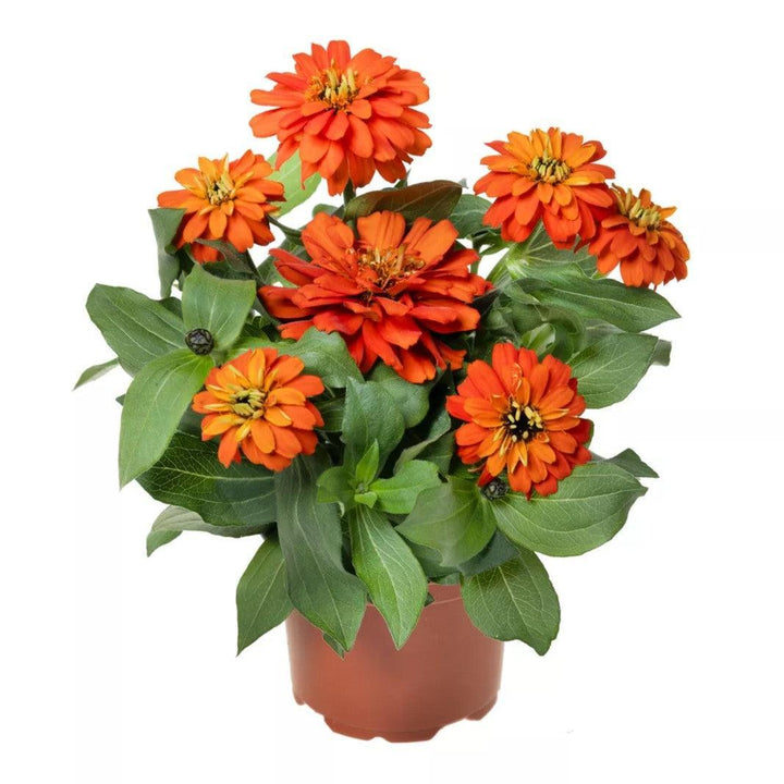 Zinnia ‘Zydeco Fire' ~ Zydeco™ Fire Zinnia-ServeScape