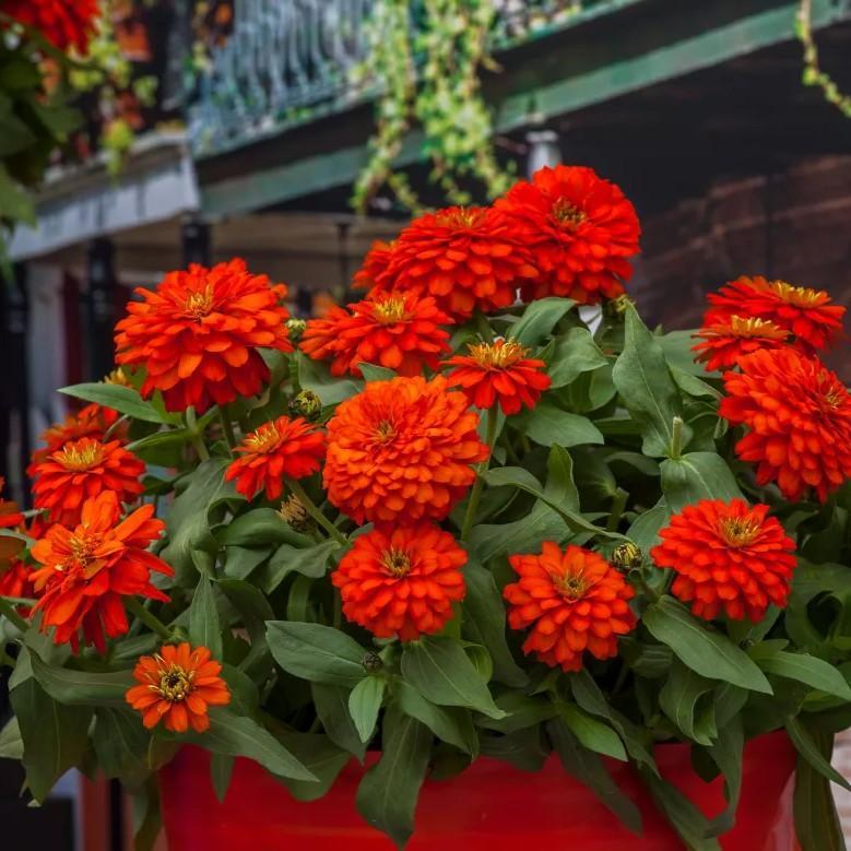 Zinnia ‘Zydeco Fire' ~ Zydeco™ Fire Zinnia-ServeScape