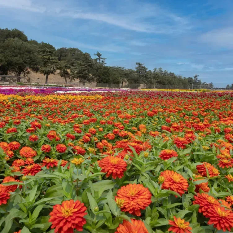 Zinnia ‘Zydeco Fire' ~ Zydeco™ Fire Zinnia-ServeScape
