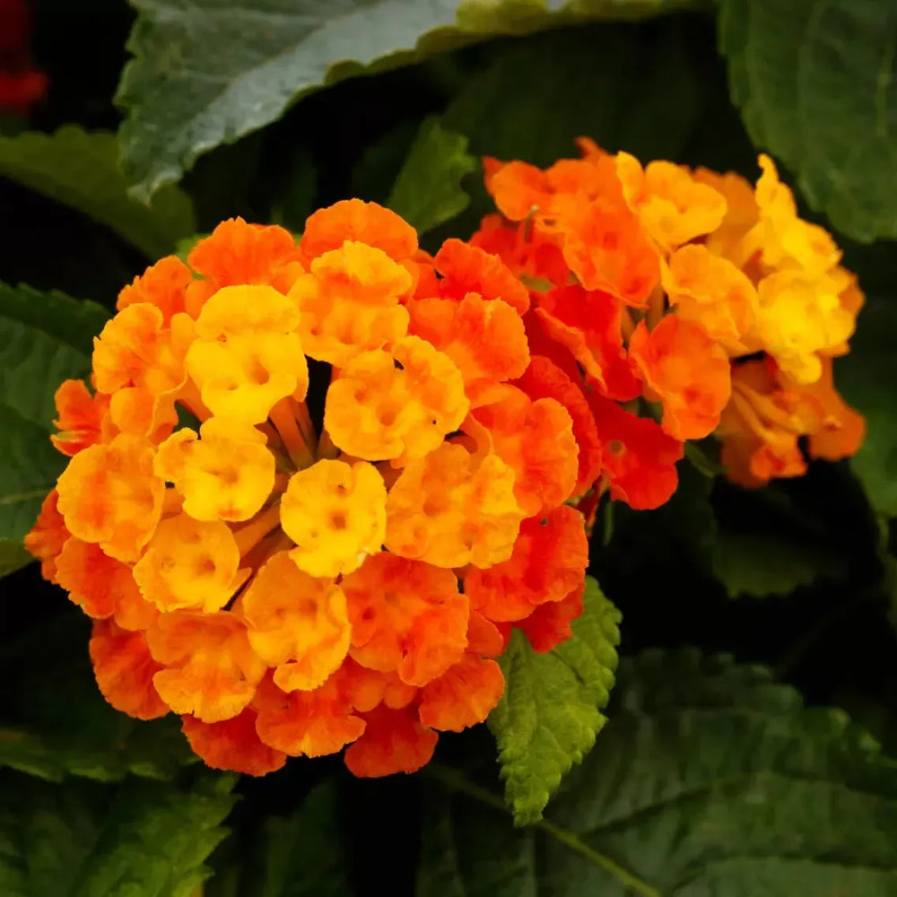 Lantana camara 'Bandolero Guava' ~ Bandolero™ Guava Lantana-ServeScape