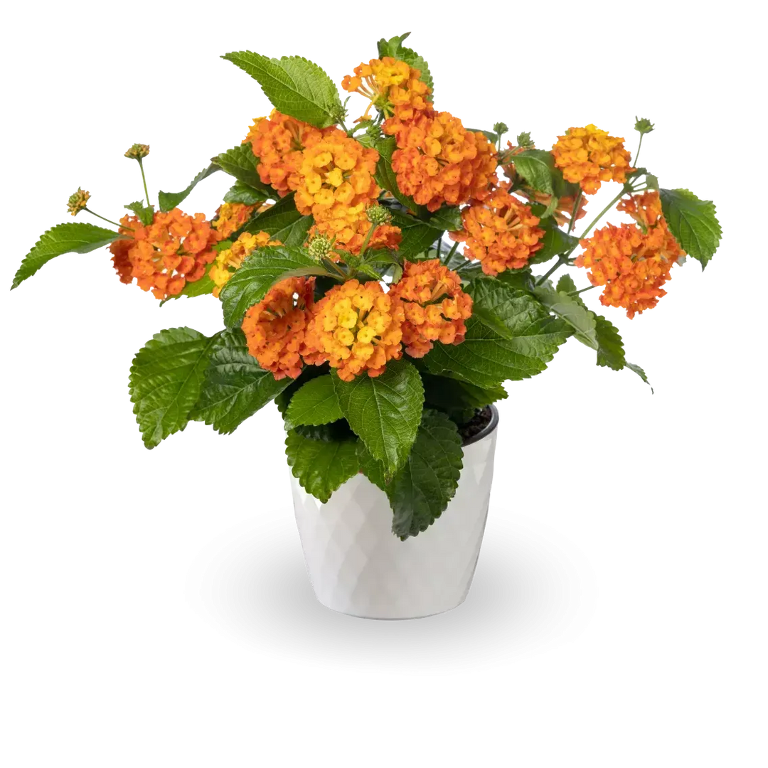 Lantana camara 'Bandolero Guava' ~ Bandolero™ Guava Lantana-ServeScape