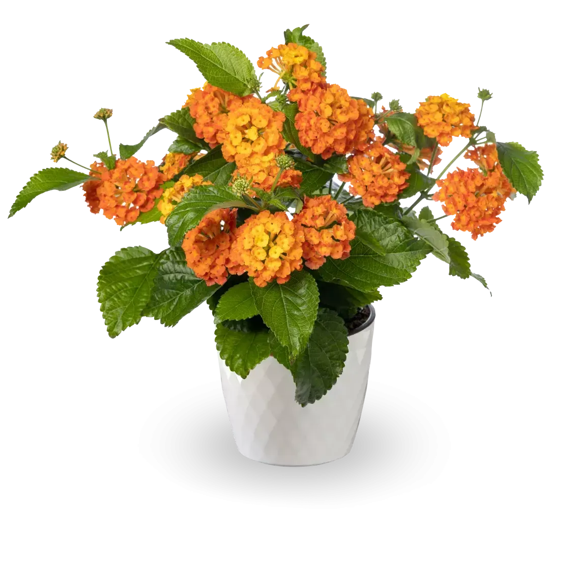 Lantana camara 'Bandolero Guava' ~ Bandolero™ Guava Lantana-ServeScape