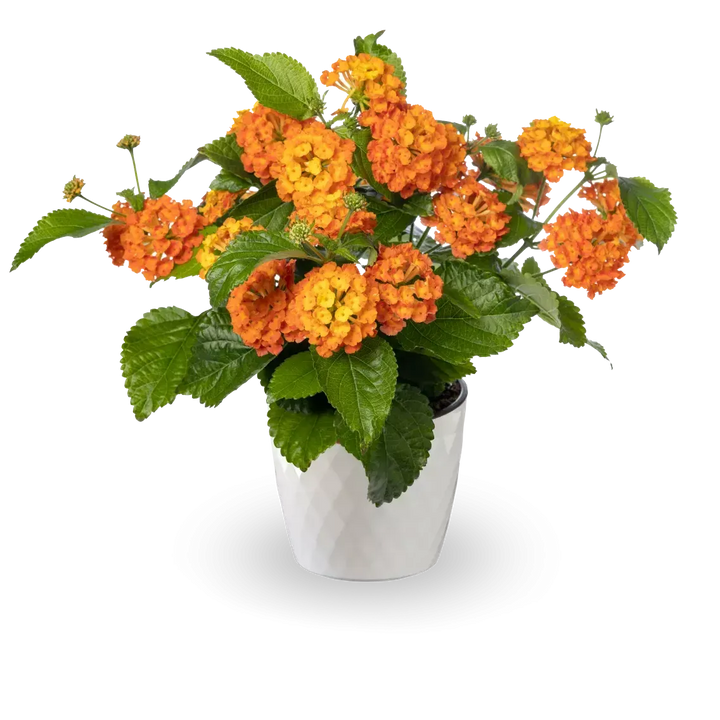 Lantana camara 'Bandolero Guava' ~ Bandolero™ Guava Lantana-ServeScape