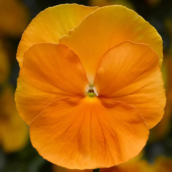 Viola x wittrockiana 'Delta Pro Clear Orange' ~ Delta™ Pro Clear Orange Pansy-ServeScape