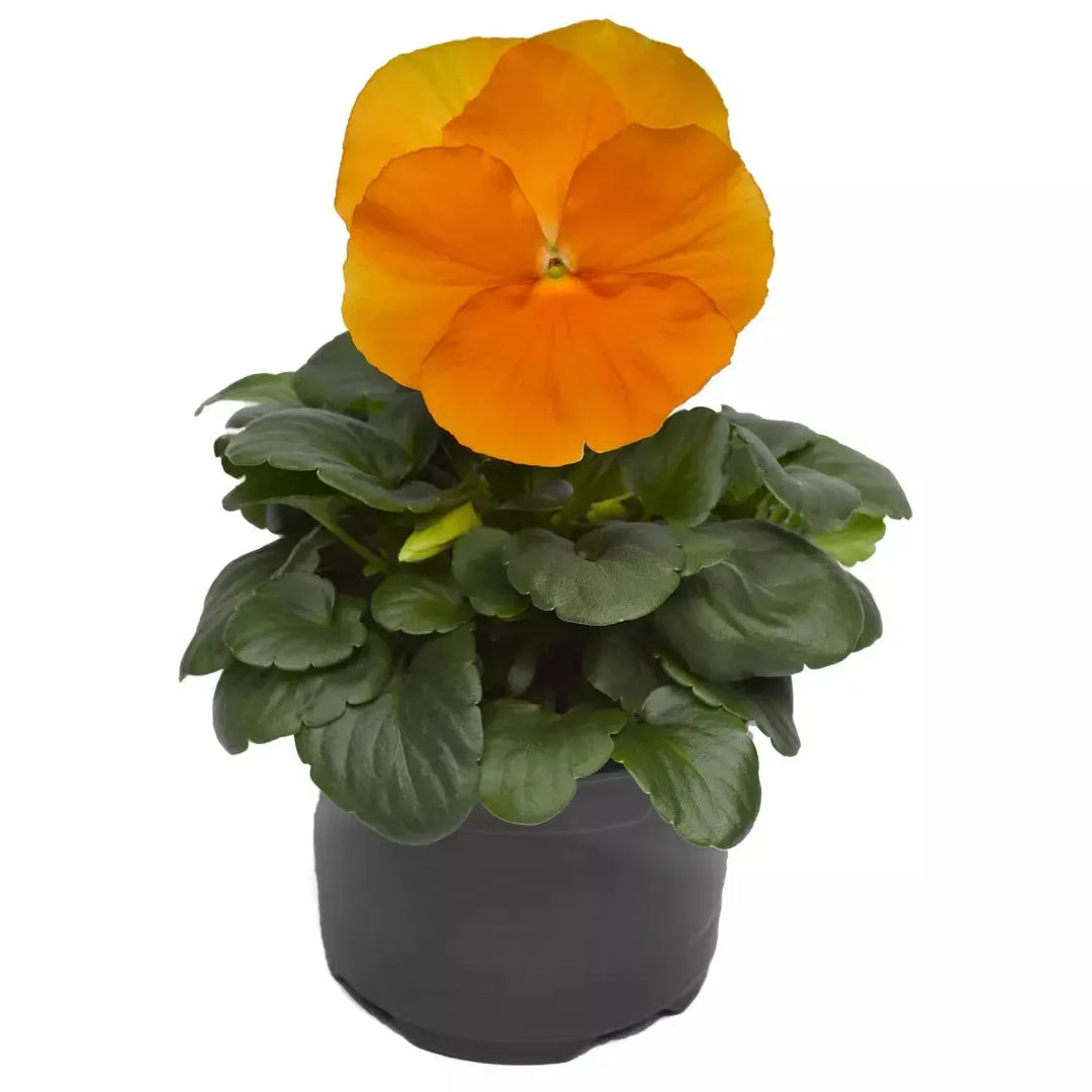 Viola x wittrockiana 'Delta Pro Clear Orange' ~ Delta™ Pro Clear Orange Pansy-ServeScape