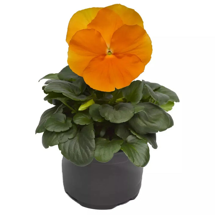 Viola x wittrockiana 'Delta Pro Clear Orange' ~ Delta™ Pro Clear Orange Pansy-ServeScape