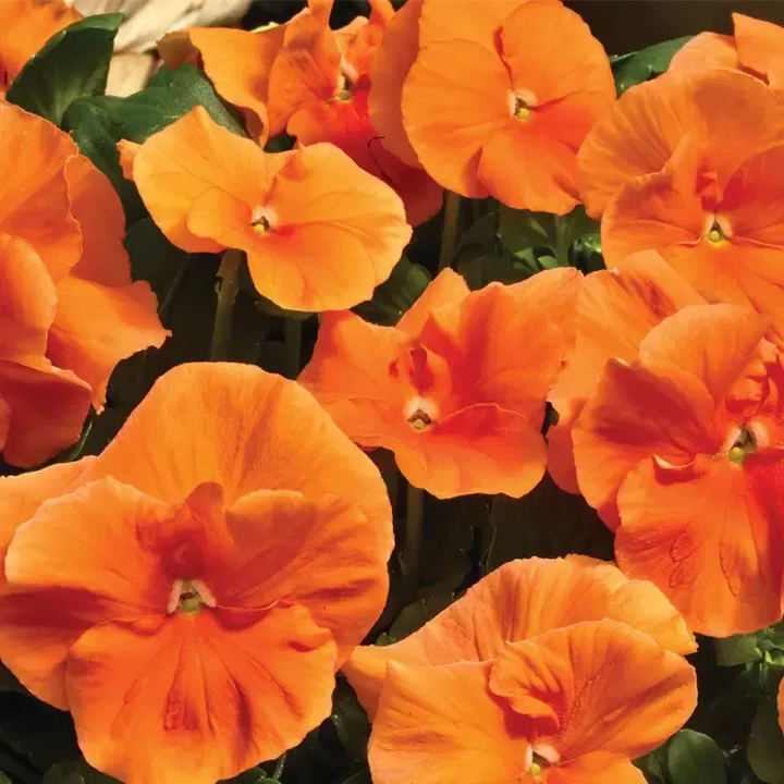 Viola x wittrockiana 'Delta Pro Clear Orange' ~ Delta™ Pro Clear Orange Pansy-ServeScape