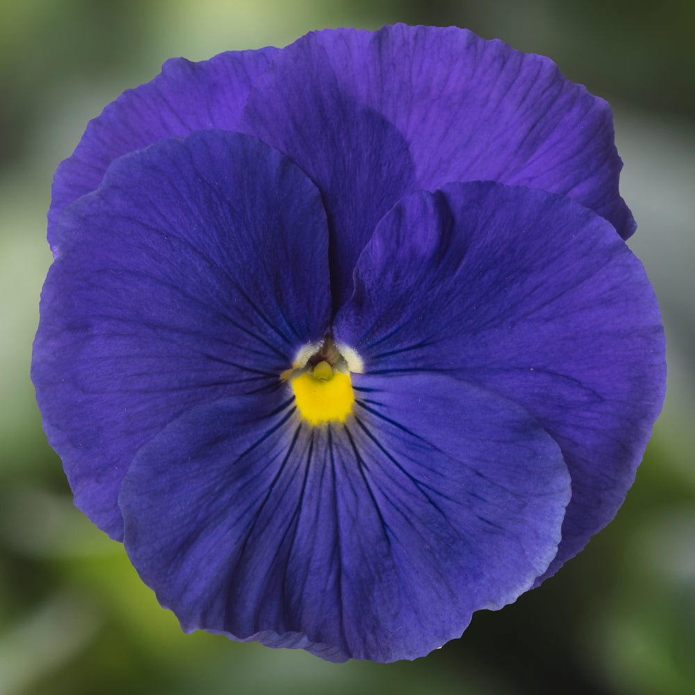 Viola x wittrockiana 'Delta Pro Clear True Blue' ~ Delta™ Pro Clear True Blue Pansy-ServeScape