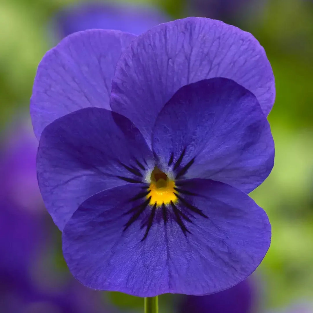 Viola cornuta 'Penny Pro Deep Blue' ~ Penny™ Pro Deep Blue Viola-ServeScape
