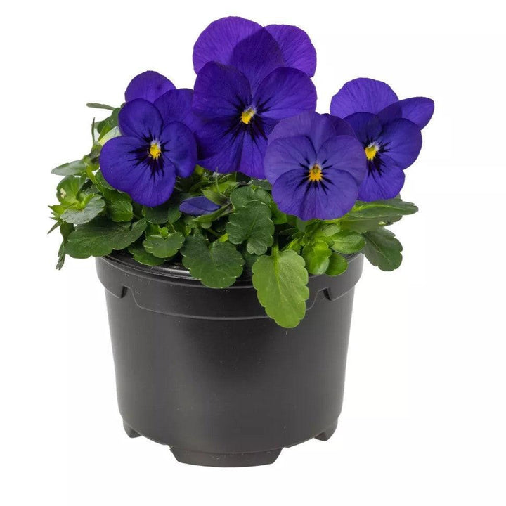 Viola cornuta 'Penny Pro Deep Blue' ~ Penny™ Pro Deep Blue Viola-ServeScape