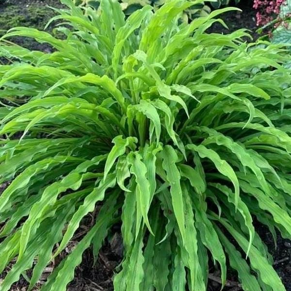 Hosta 'Party Streamers' PP33277 ~ Party Streamers Hosta-ServeScape