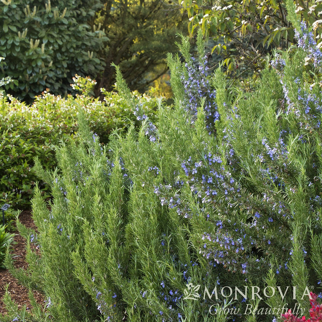Rosmarinus officinalis 'Tuscan Blue' ~ Monrovia® Tuscan Blue Rosemary-ServeScape