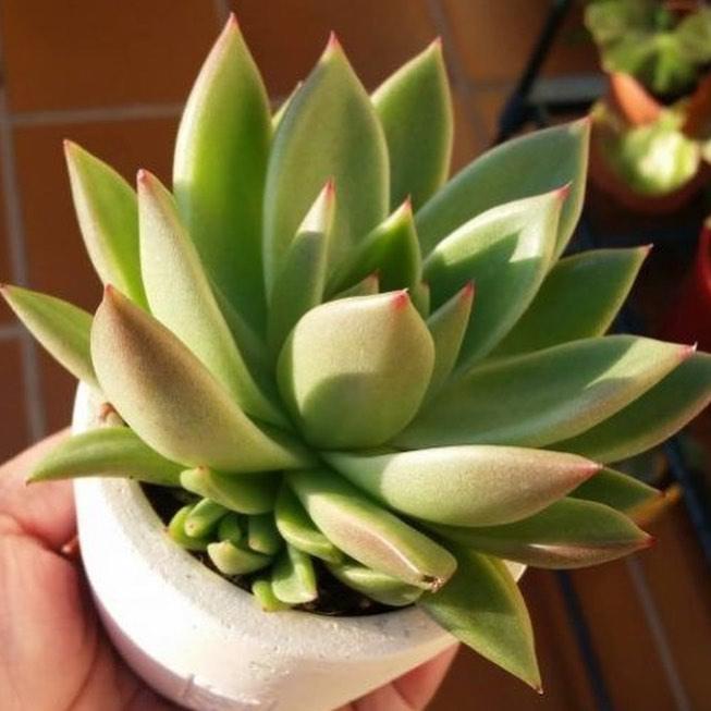 Echeveria Agavoides 'Miranda' ~ Miranda Echeveria-ServeScape