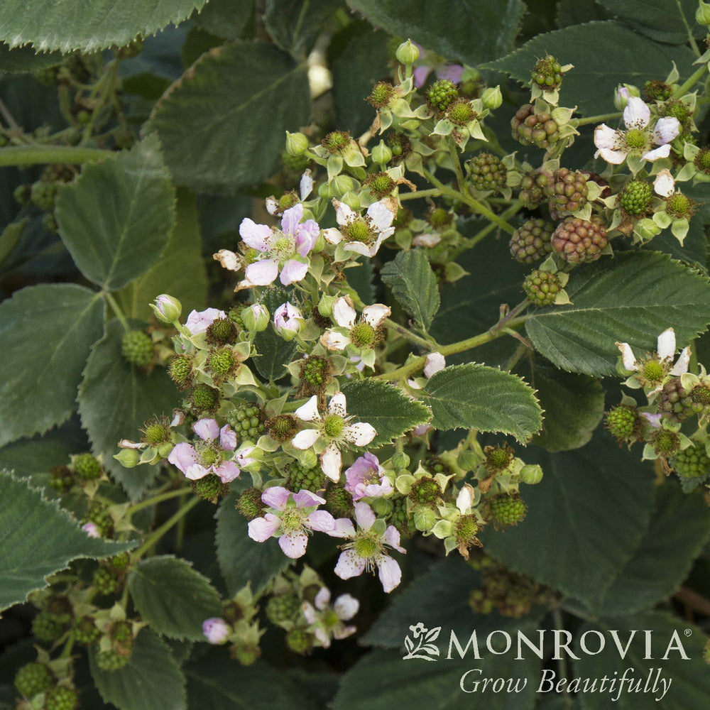 Rubus subgenus Rubus Watson 'Black Satin' ~ Monrovia® Black Satin Blackberry-ServeScape