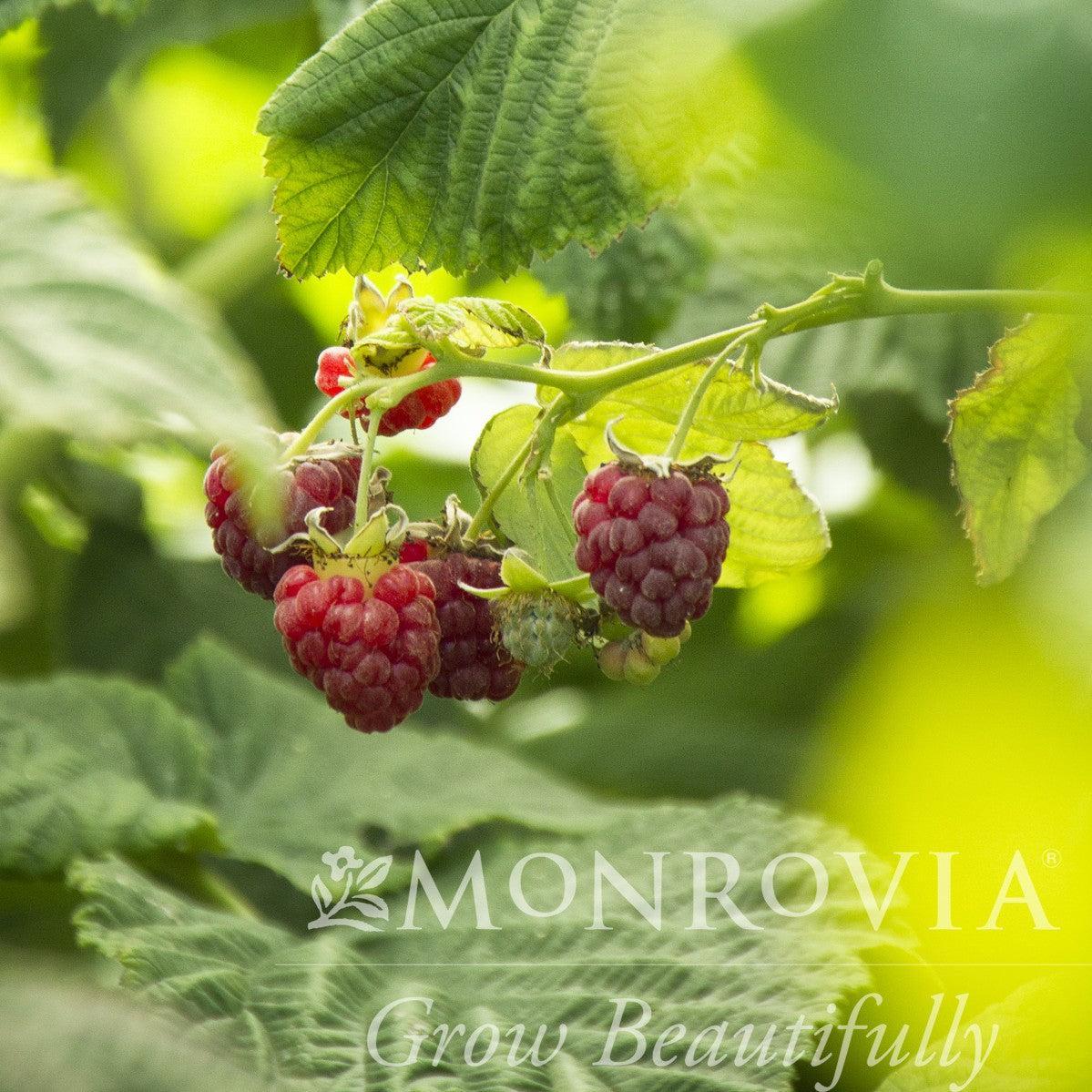 Rubus idaeus 'Canby Red' ~ Monrovia® Canby Red Raspberry-ServeScape