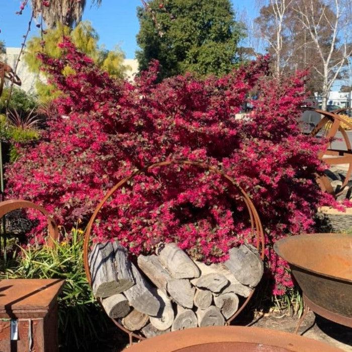 Loropetalum chinense 'Plum Gorgeous' ~ Bloomin' Easy® Plum Gorgeous™ Fringe Flower-ServeScape