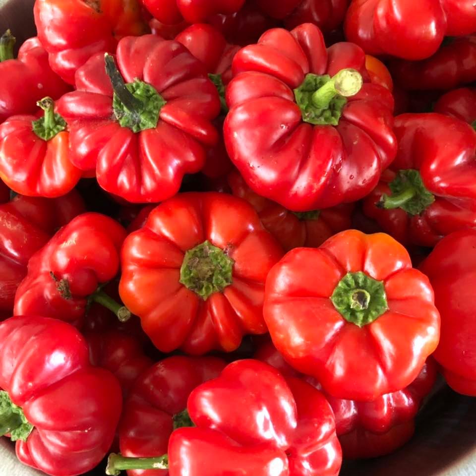 Capsicum annuum 'Round of Hungary' ~ Round of Hungary Sweet Pepper-ServeScape