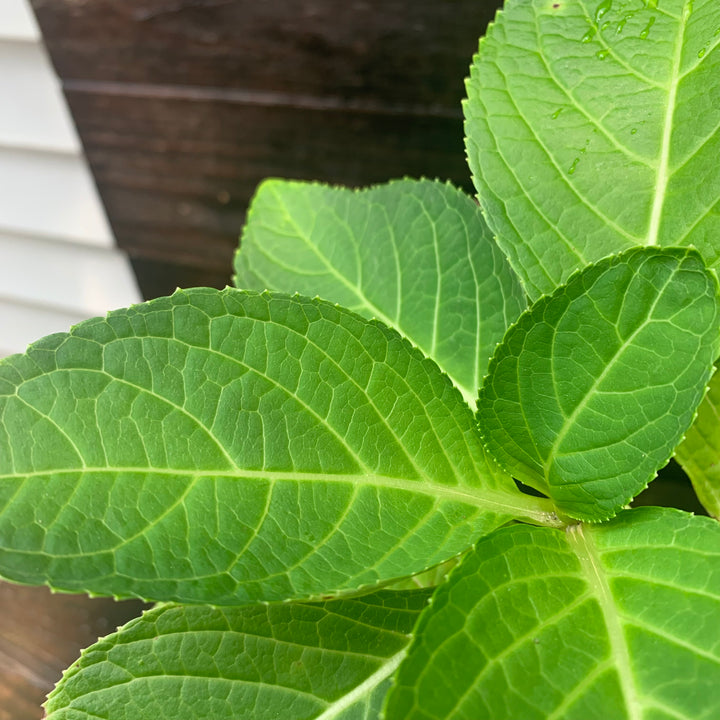 Hydrangea macrophylla 'Nikko Blue' ~ Nikko Blue Hydrangea-ServeScape