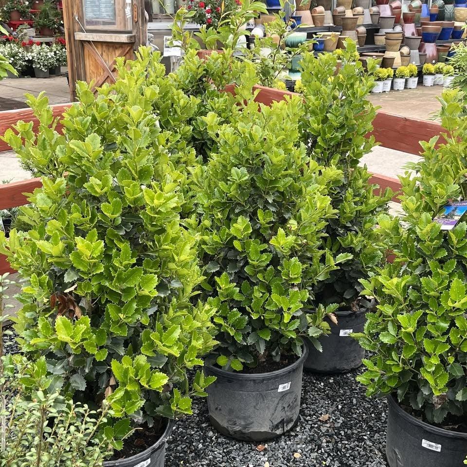 Ilex x 'EN-6’ ~ Monarch™ Holly-ServeScape