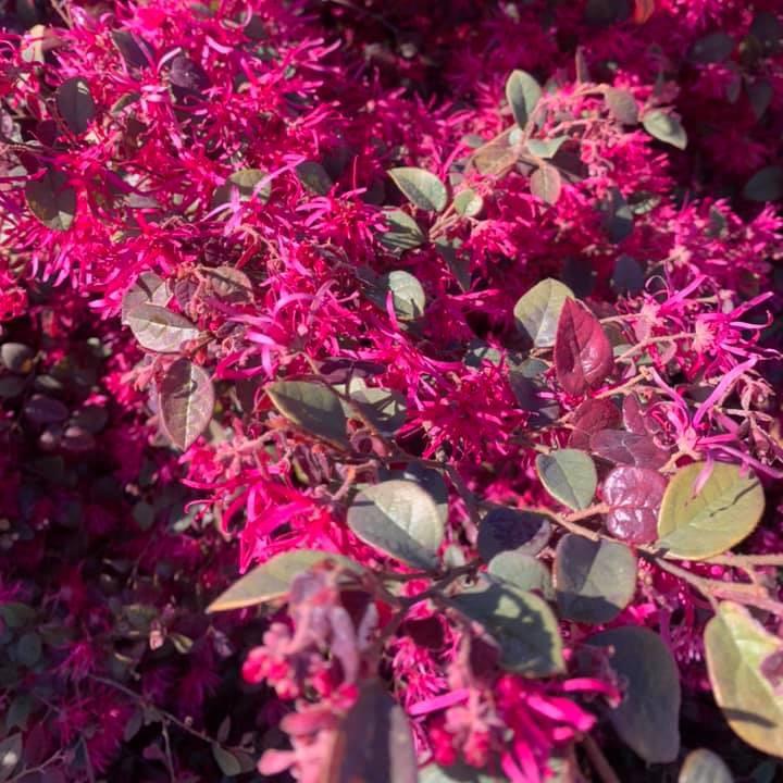 Loropetalum chinense 'Plum Gorgeous' ~ Bloomin' Easy® Plum Gorgeous™ Fringe Flower-ServeScape