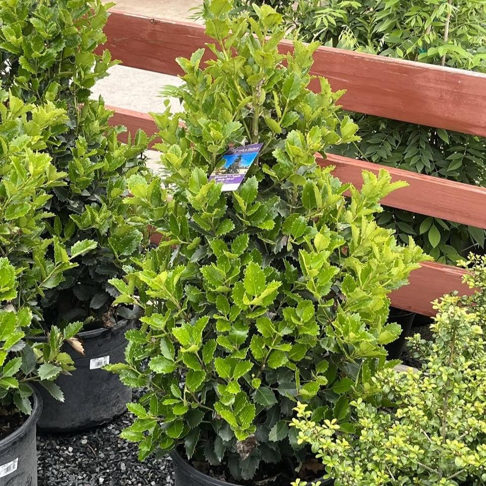 Ilex x 'EN-6’ ~ Monarch™ Holly-ServeScape