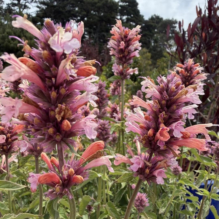 Agastache foeniculum 'FlutterFriendly Orange' ~ FlutterFriendly Orange Agastache-ServeScape