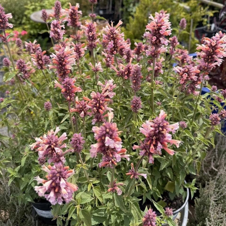 Agastache foeniculum 'FlutterFriendly Orange' ~ FlutterFriendly Orange Agastache-ServeScape