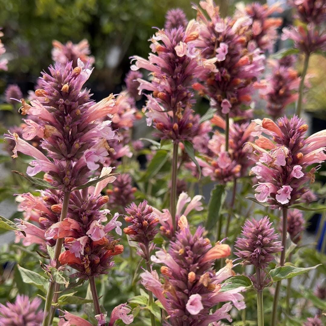 Agastache foeniculum 'FlutterFriendly Orange' ~ FlutterFriendly Orange Agastache-ServeScape