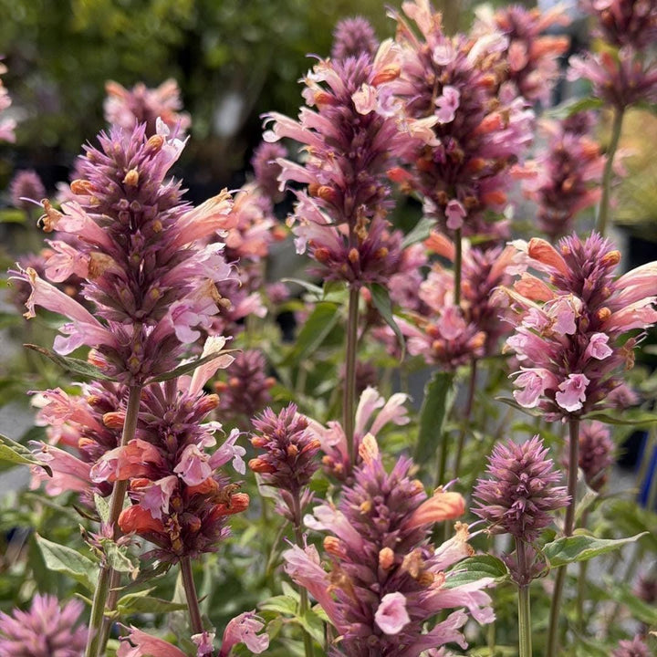 Agastache foeniculum 'FlutterFriendly Orange' ~ FlutterFriendly Orange Agastache-ServeScape