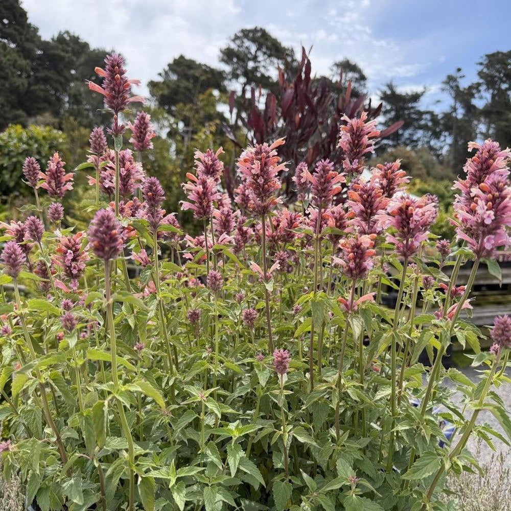 Agastache foeniculum 'FlutterFriendly Orange' ~ FlutterFriendly Orange Agastache-ServeScape