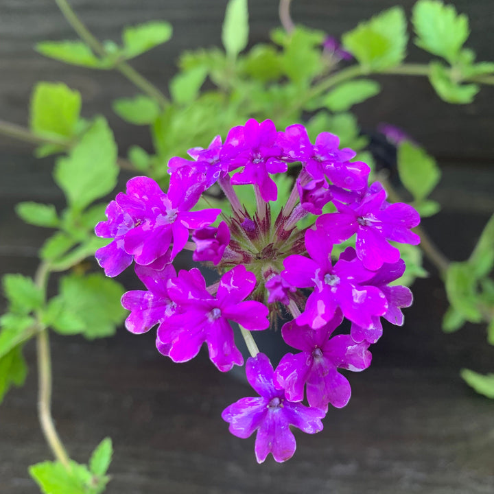 Verbena canadensis 'Homestead Purple' ~ Purple Spreader™ Garden Verbena-ServeScape