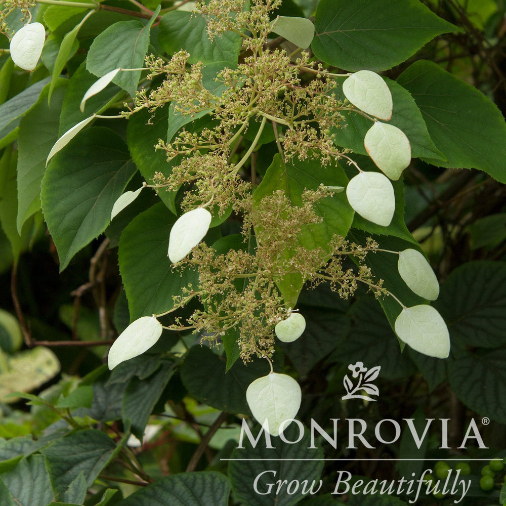 Schizophragma hydrangeoides 'Moonlight' ~ Monrovia® Moonlight Japanese Hydrangea Vine-ServeScape