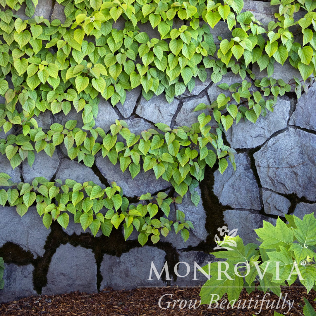 Schizophragma hydrangeoides 'Moonlight' ~ Monrovia® Moonlight Japanese Hydrangea Vine-ServeScape