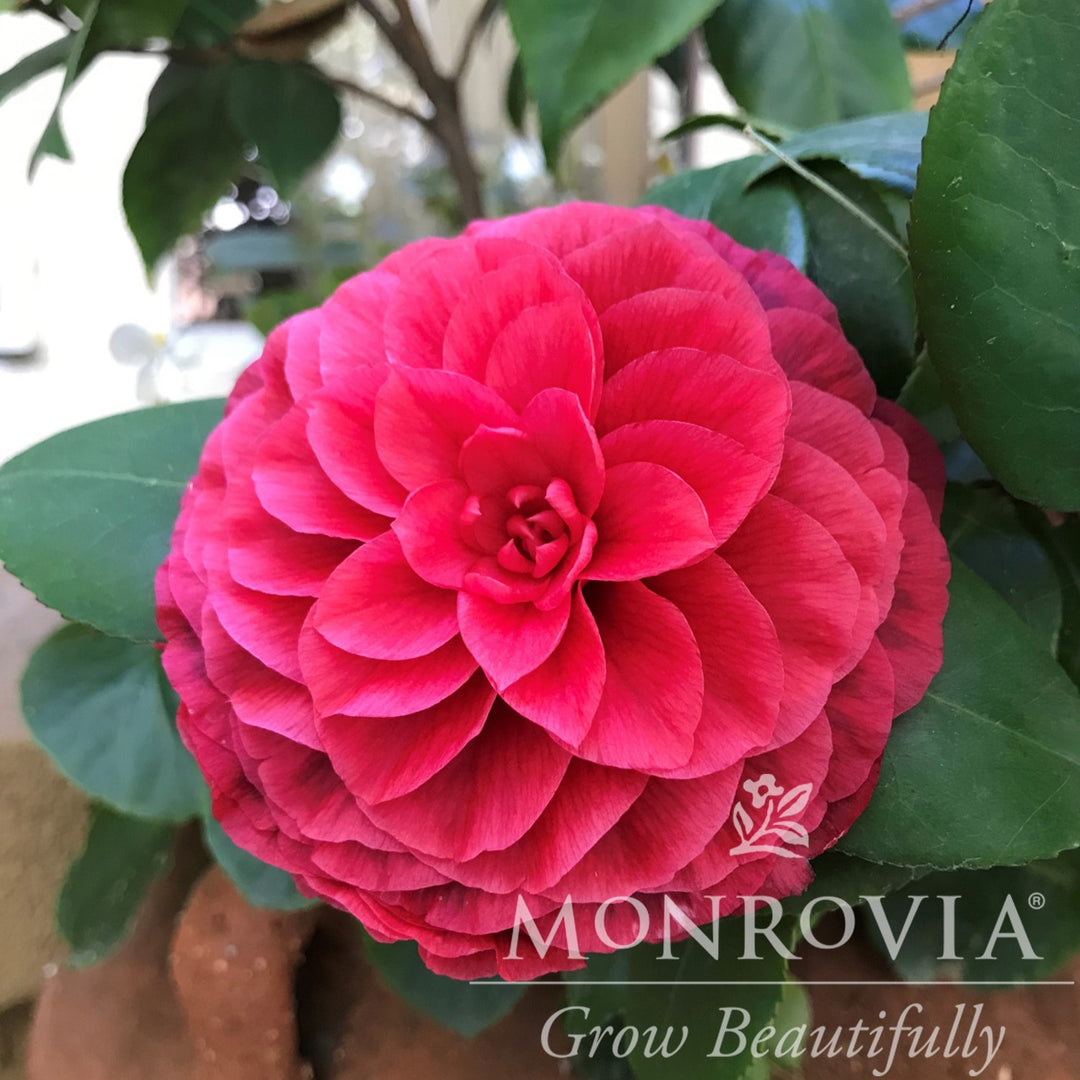 Camellia japonica 'MonBella' ~ Monrovia® Vestito Rosso® Camellia-ServeScape