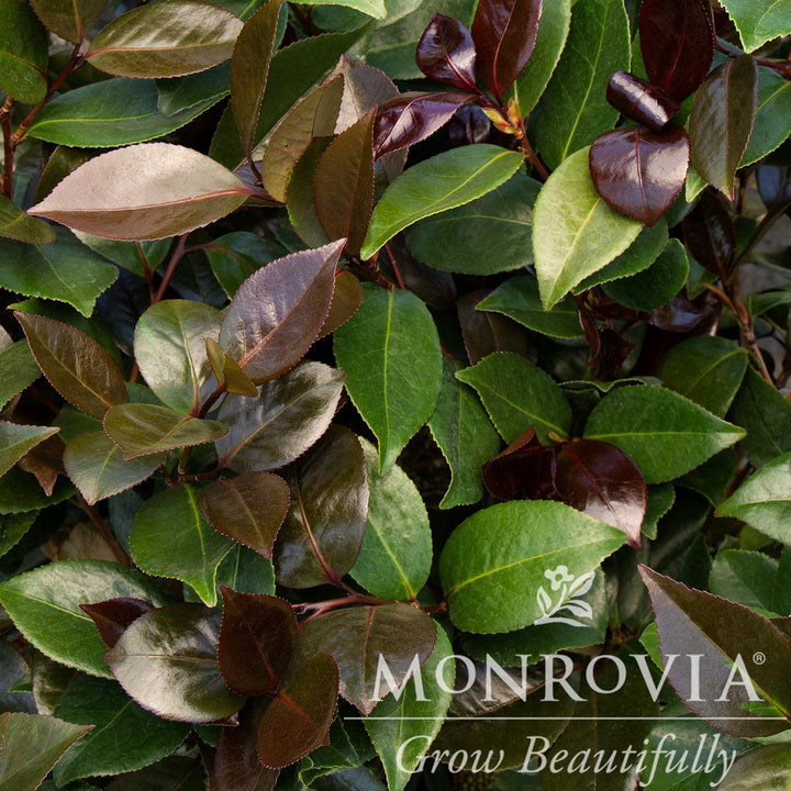 Camellia japonica 'MonBella' ~ Monrovia® Vestito Rosso® Camellia-ServeScape